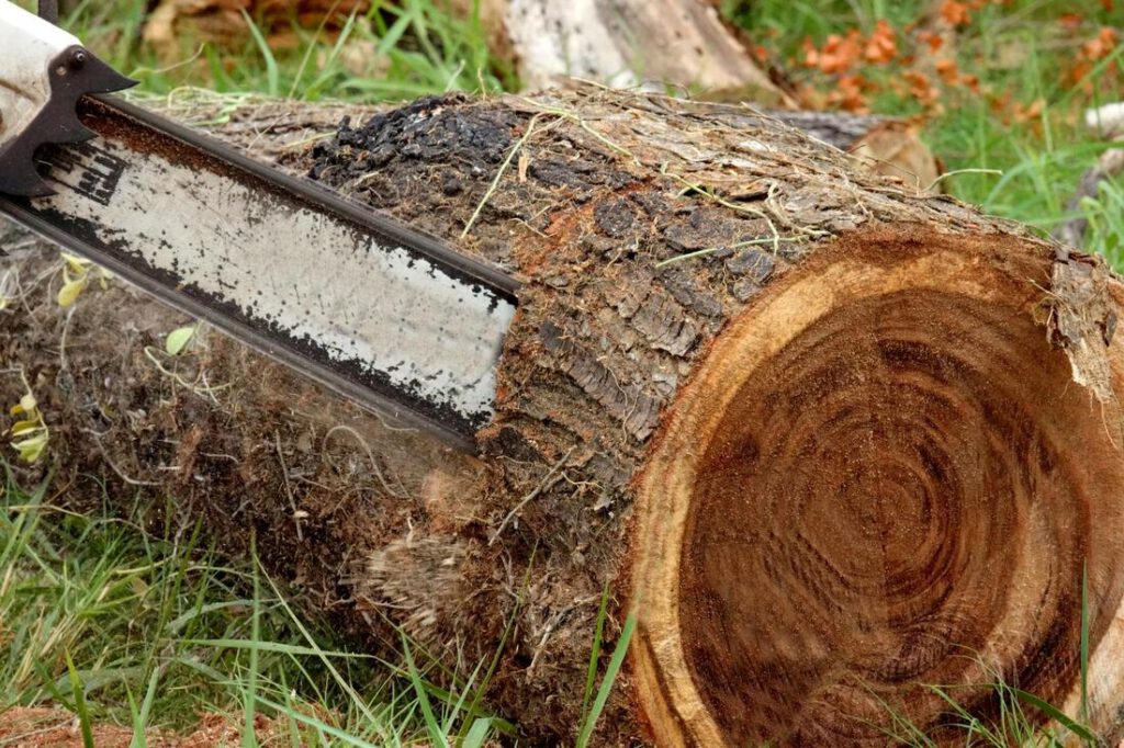 grand-prairie-tree-service-storm-damage-clean-up-1_orig